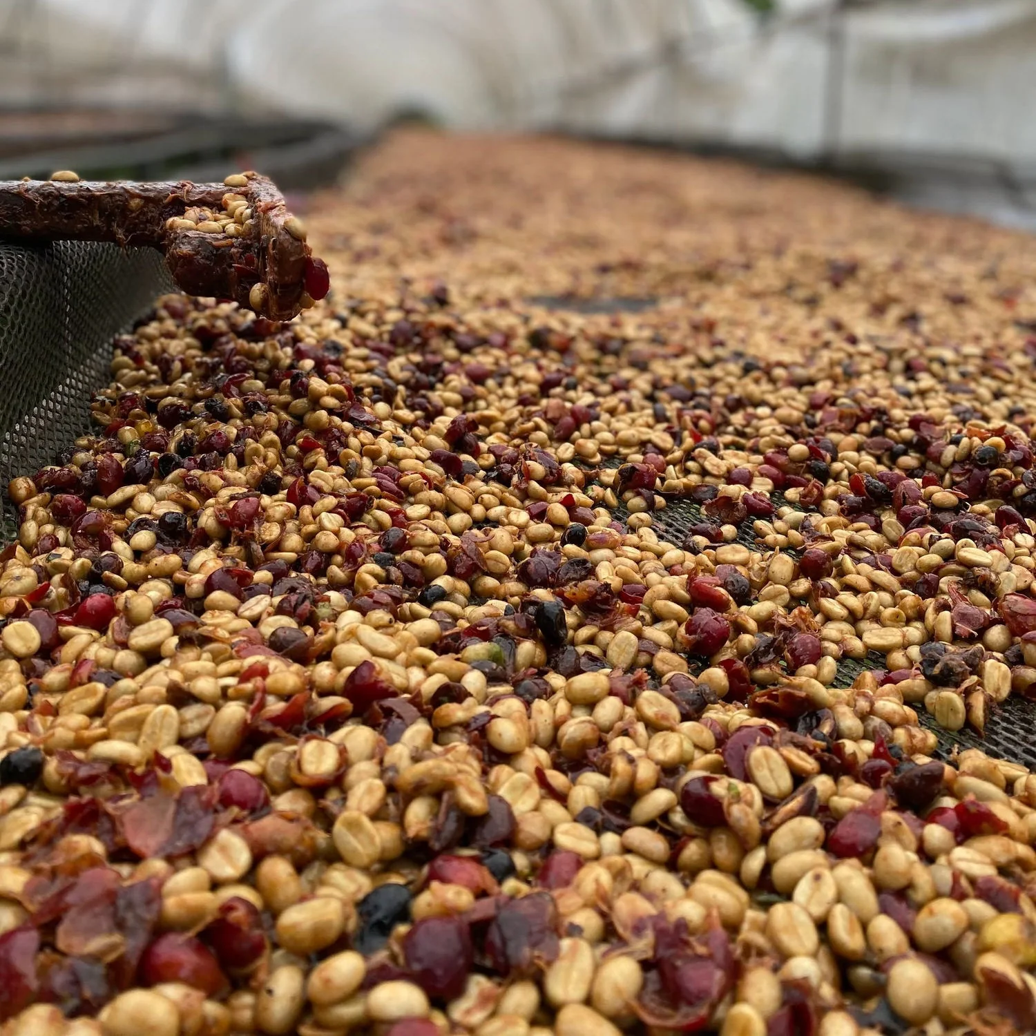 Origin Coffee Roasting - Costa Rica Rivense Caturra Honey - Image 3