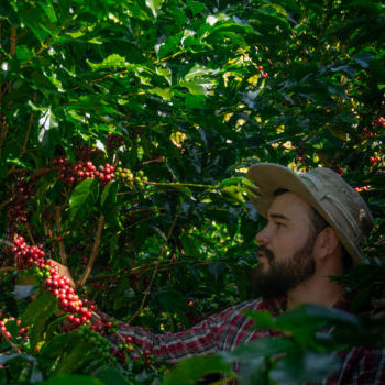Origin Coffee Roasting - Costa Rica Rivense Caturra Honey - Image 4
