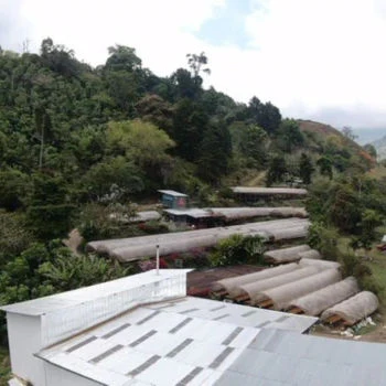 Origin Coffee Roasting - Costa Rica Rivense Caturra Honey - Image 5
