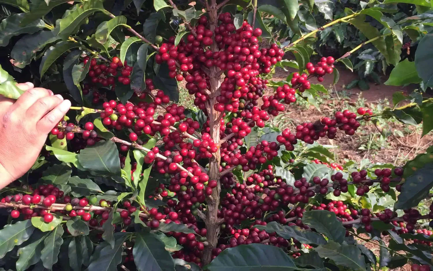 Origin Coffee Roasting - Red Bourbon Decaf - Image 4