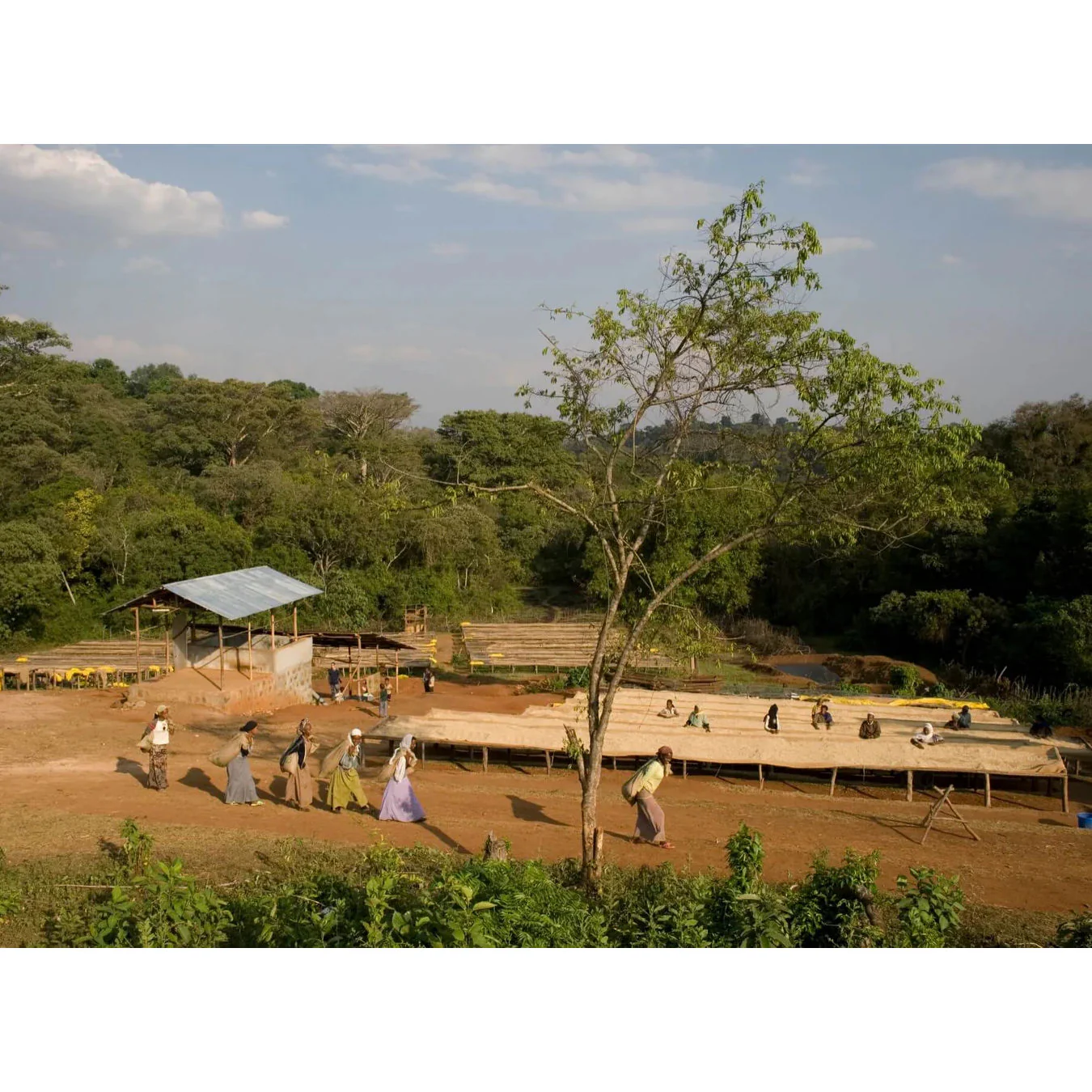 Origin Coffee Roasting - Ethiopia Beshasha Washed - Image 3