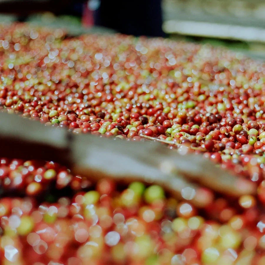 Origin Coffee Roasting - Ethiopia Chelbesa Honey - Image 3