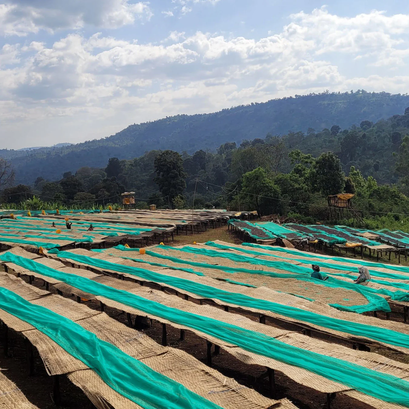 Origin Coffee Roasting - Ethiopia Chelbesa Honey - Image 5