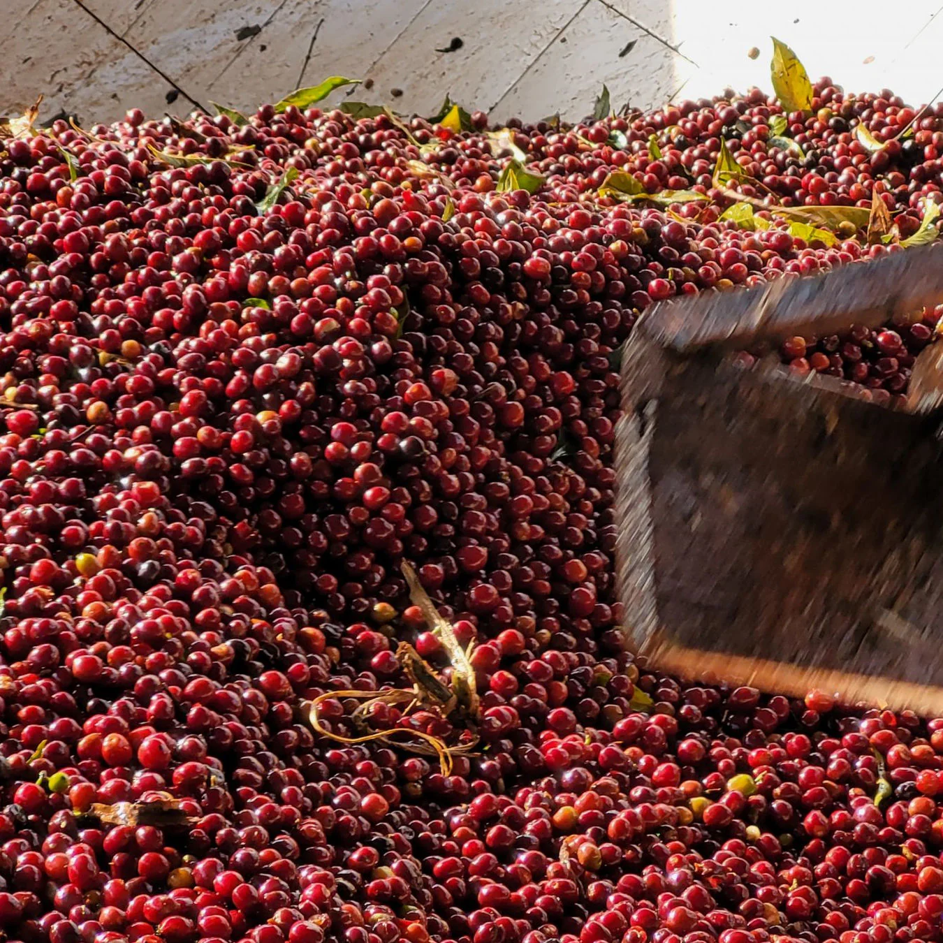 Origin Coffee Roasting - Ethiopia Chelbesa Honey - Image 6