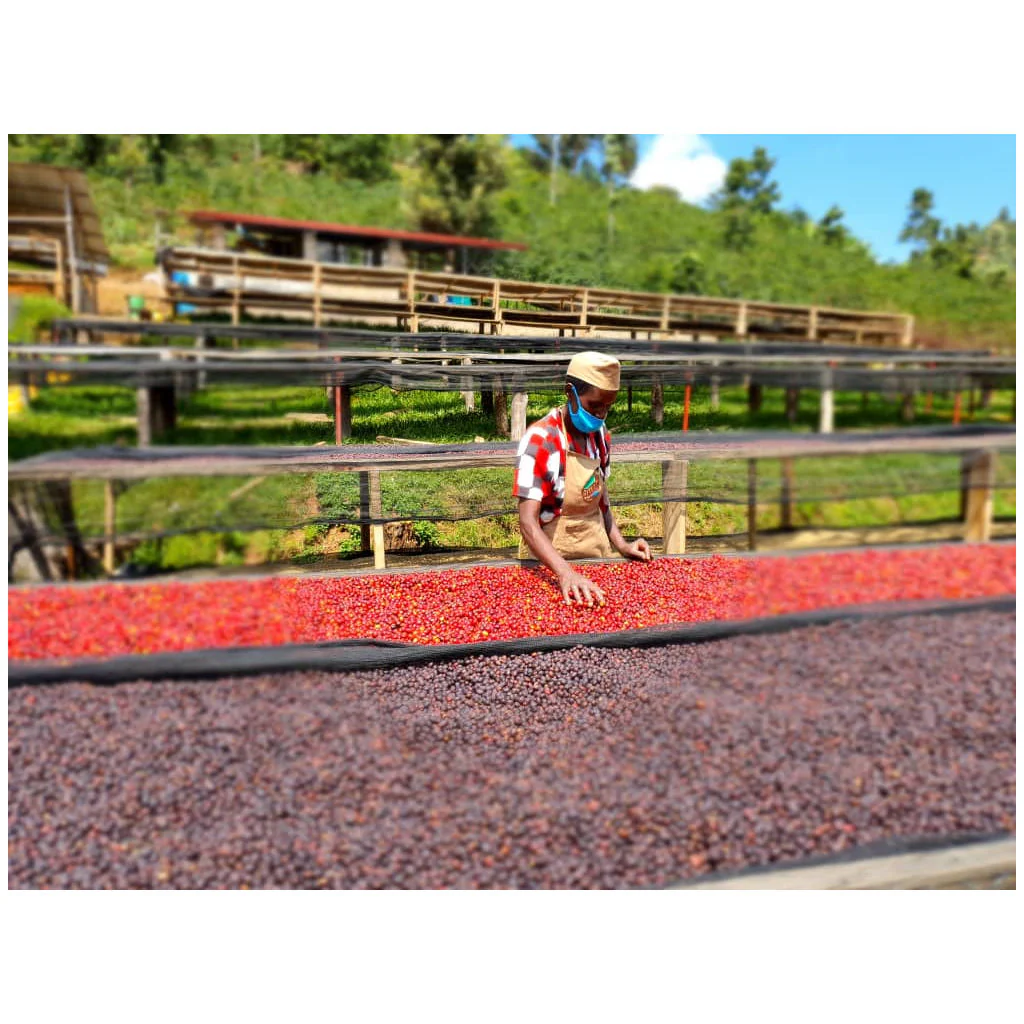 Origin Coffee Roasting - Rwanda Mushaka Washed - Image 3