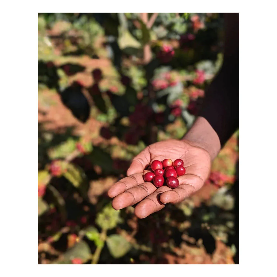Origin Coffee Roasting - Uganda Gombe Washed - Image 3