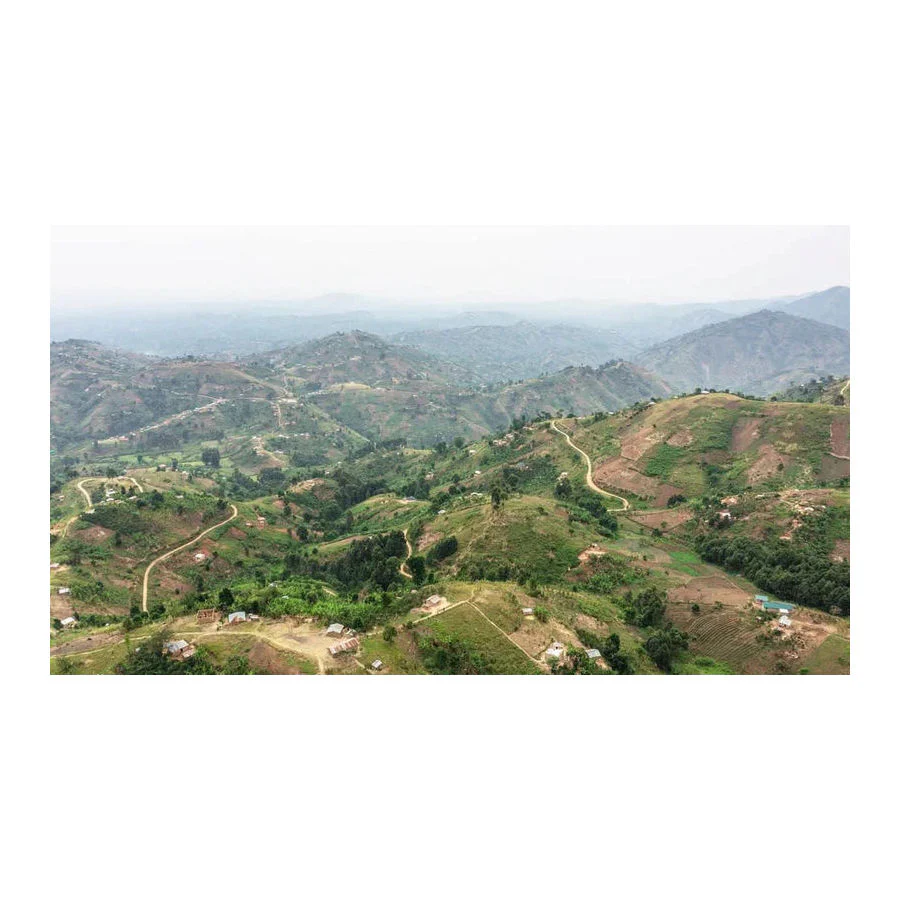 Origin Coffee Roasting - Uganda Gombe Washed - Image 4