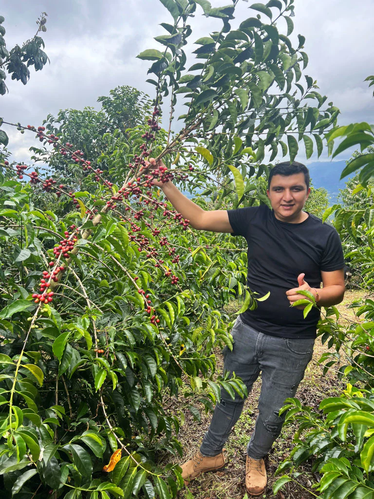 Quaffee - Colombia El Diviso Pink Bourbon Sugar Cane Decaf - Image 3