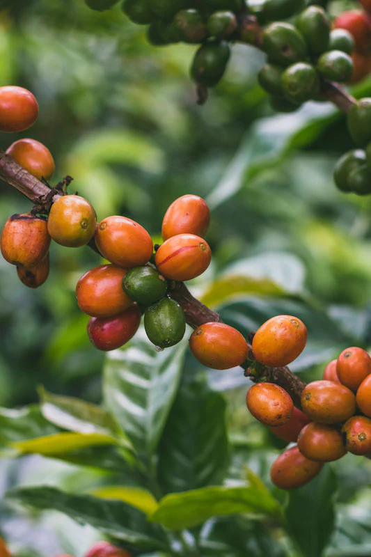 Quaffee - Colombia El Diviso Pink Bourbon Sugar Cane Decaf - Image 4