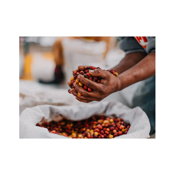 Quaffee - Guatemala Blue Ayarza Washed - Image 3