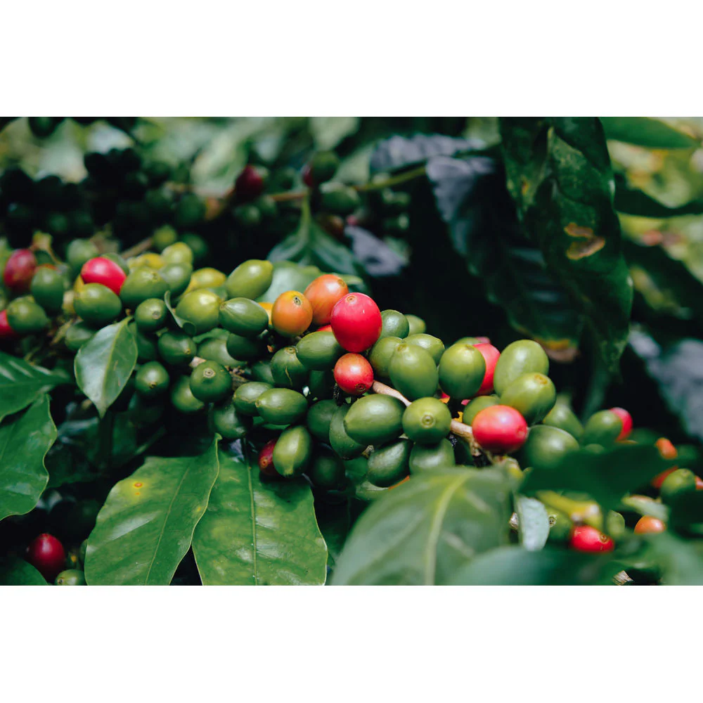 Quaffee - Nicaragua Rajuanse Pacamara - Image 3