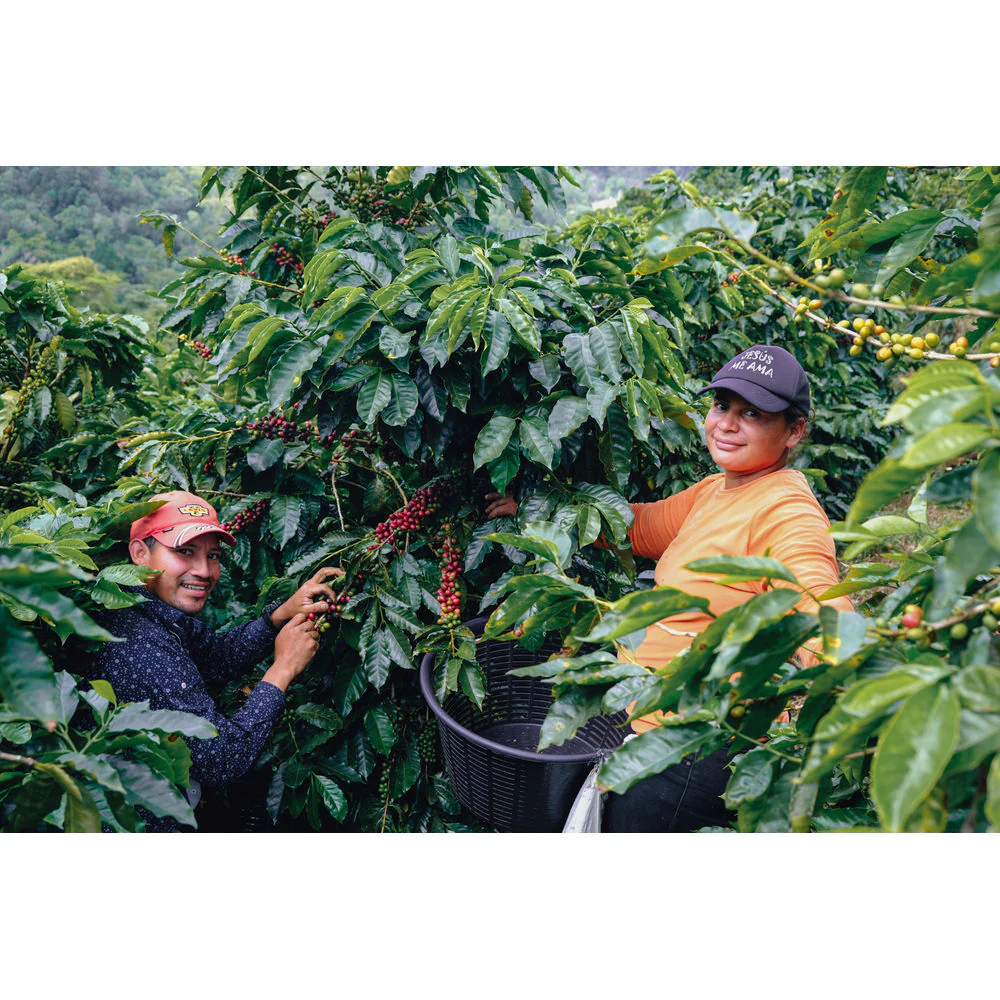 Quaffee - Nicaragua Rajuanse Pacamara - Image 4