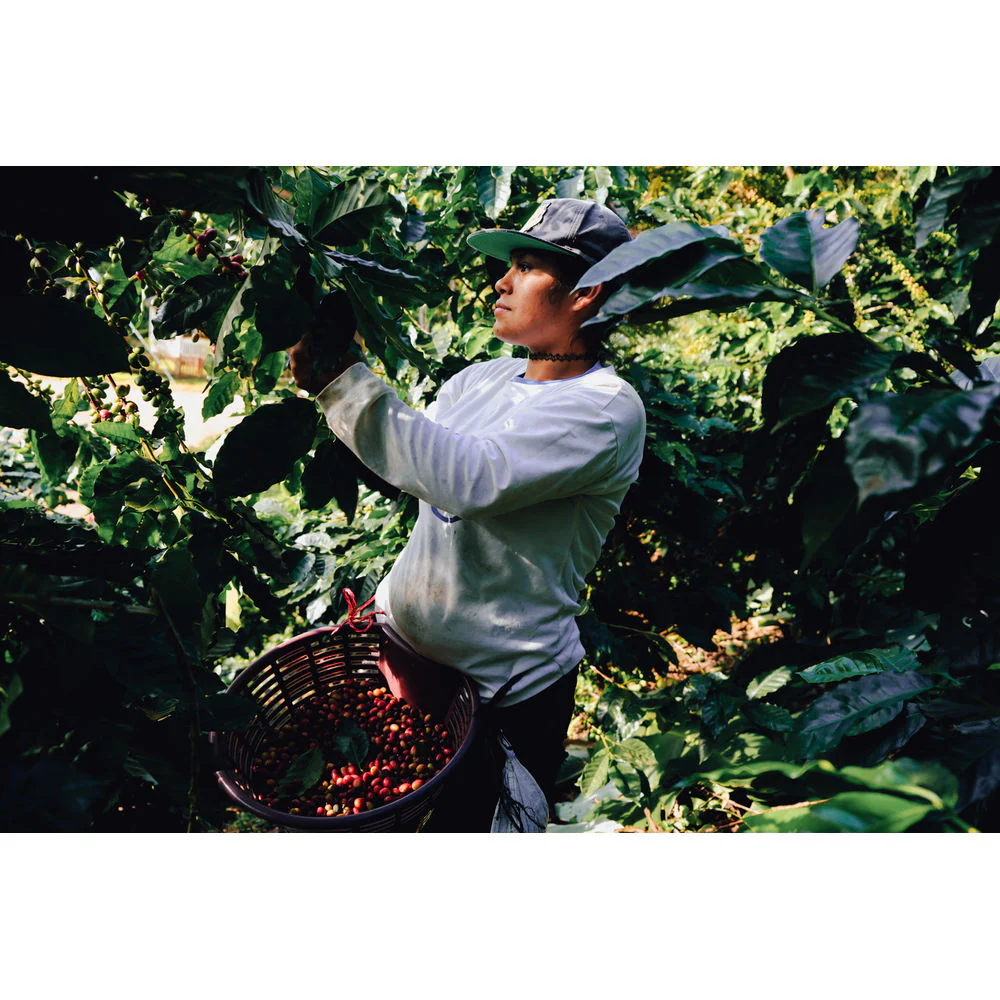 Quaffee - Nicaragua Rajuanse Pacamara - Image 5