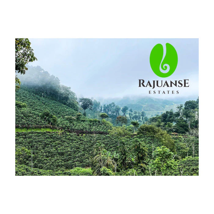 Quaffee - Nicaragua Rajuanse Pacamara - Image 7