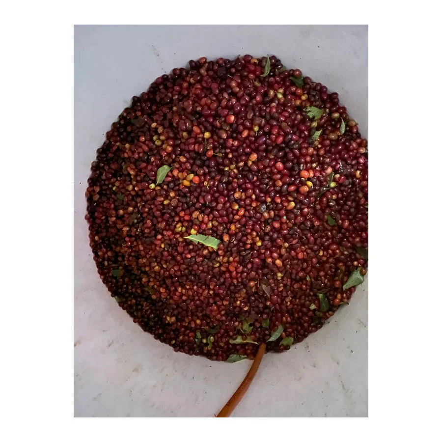 Quaffee - Indonesia Sumatra Hendra Maulizar Pegasing Anaerobic Natural - Image 3