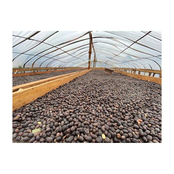 Quaffee - Indonesia Sumatra Hendra Maulizar Pegasing Anaerobic Natural - Image 4