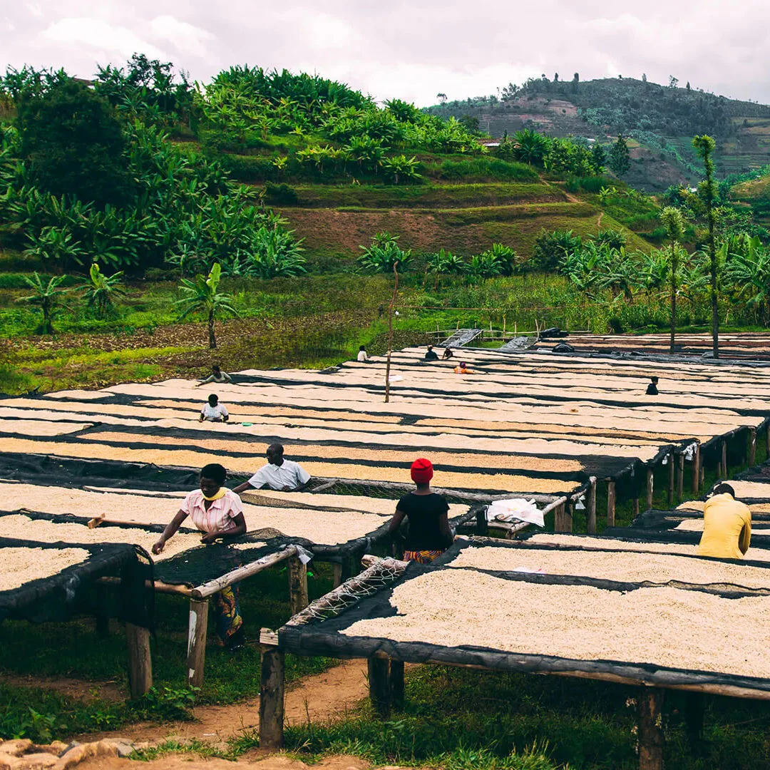 Rosetta Roastery - Rwanda Rugali Washed - Image 5